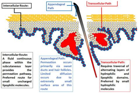 Ionic Liquids as Potential and Synergistic Permeation Enhancers for ...