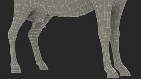3D Goat Saanen Breed Rigged for Maya model | 3D Molier International