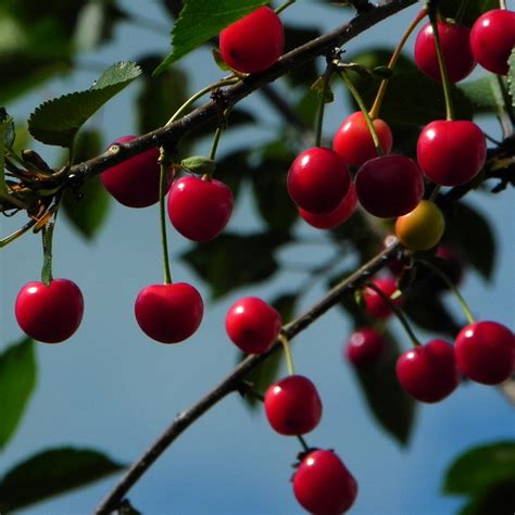 Cherry - Neta - The queen of freshness. Fruit and Vegetables export ...
