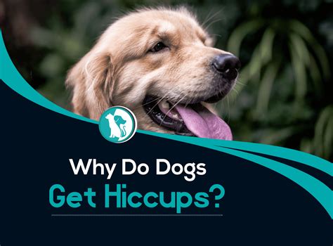 Why Do Dogs Get Hiccups?