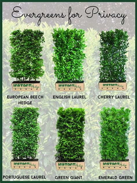 Best privacy hedges – Artofit