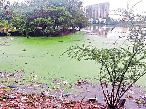seegehalli lake: Ill-maintained Seegehalli Lake has come of sewage