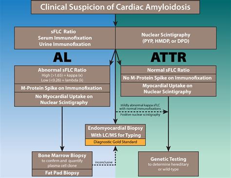 Primer on the Differential Diagnosis and Workup for Transthyretin ...