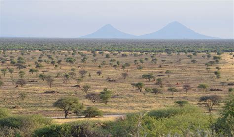 Namibian Bush Biomass: An Ecosystem Restoration Solution | PANORAMA