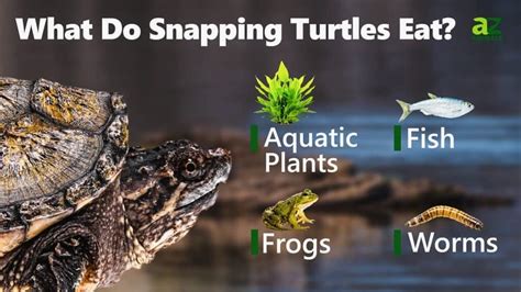 Image result for Eating Snapping Turtles