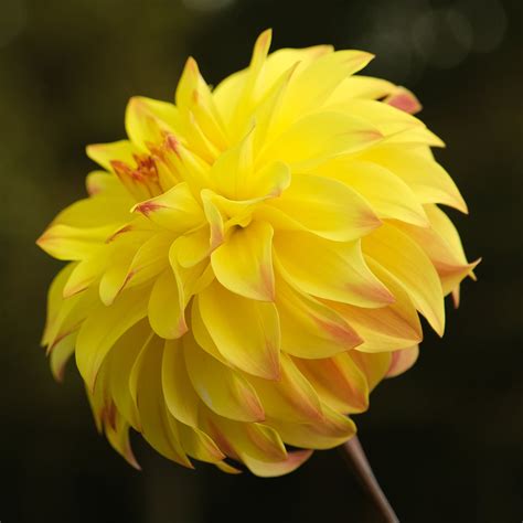 PARASOL – Geerlings Dahlia