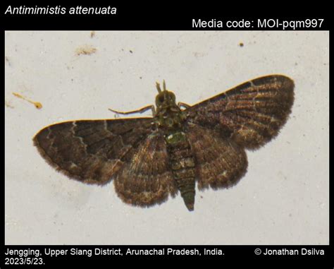 Antimimistis attenuata (Moore, [1887]) - | Moths