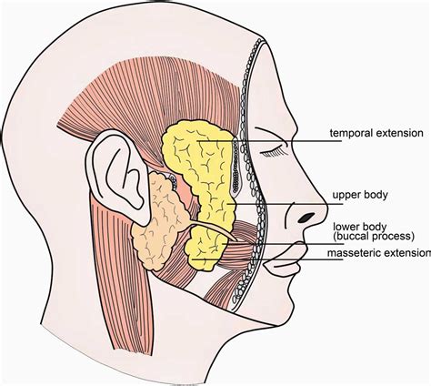 Clinical features of tumours and tumour-like pathologies involving the buccal fat pad ...