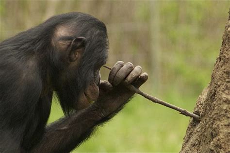 Image result for Chimps Using Sticks for Tools