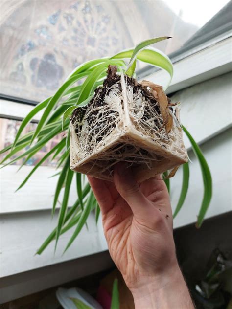 Square root :) : r/houseplants