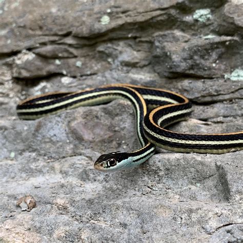 Visiting Snake Road: An Illinois Reptile Adventure - Stumble Safari