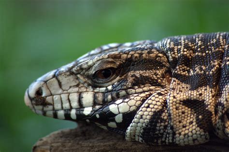 Black And White Tegu
