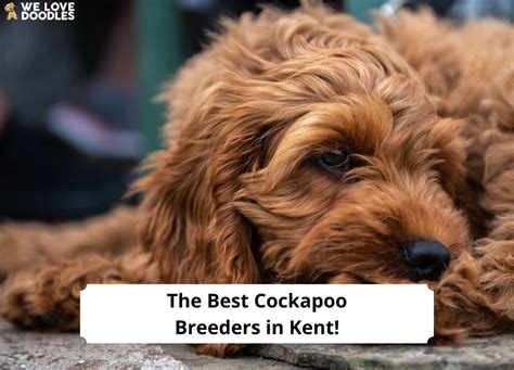 Image result for Cockapoo Breeders
