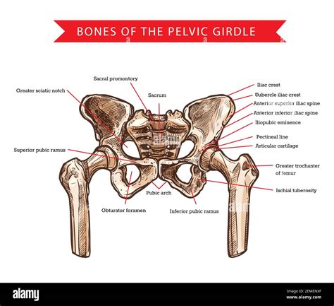 Pectineal line of femur Cut Out Stock Images & Pictures - Alamy