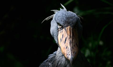 Bird That Looks Like A Muppet Crawled Out Of A Nightmare Is Freaking ...