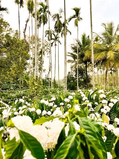 Green Castle Coorg - Resorts Coorg