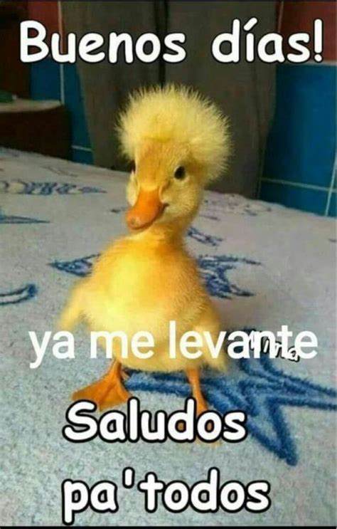 Buenos Dias Meme Chistoso