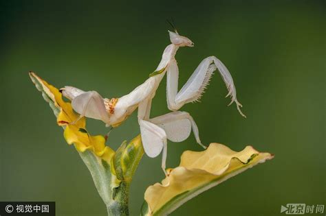兰花螳螂Orchid Mantis 世界上最美的螳螂Hymenopus coronatus - YouTube