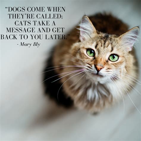 Our Favorite Cat Quotes – CatGenie