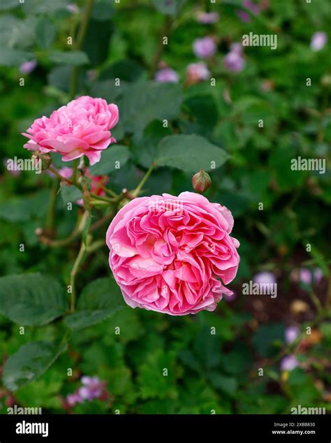 Closeup of the pink flower of the summer flowering David Austin English ...