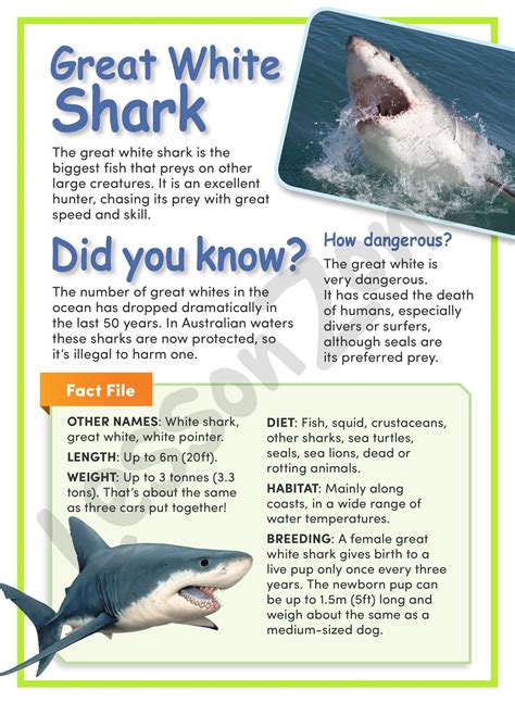 Great White Shark Habitat Facts For Kids