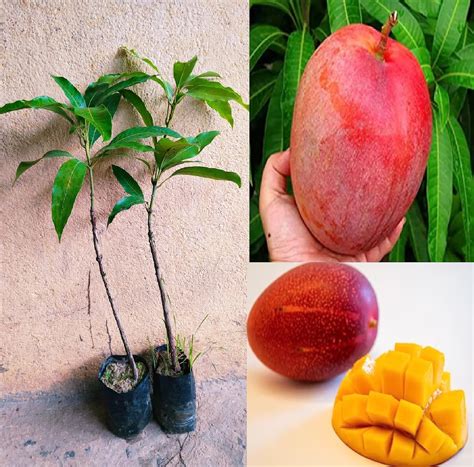 Oxiflora-Miyazaki Mango (Combo Pack Of 2) Grafted Live Plant - Plant ...