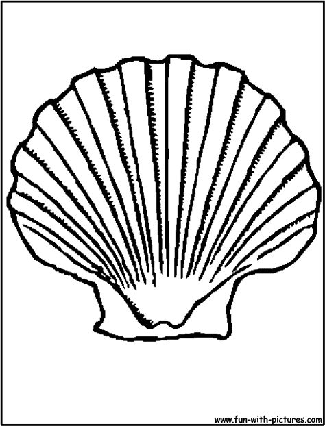 Scallop Shell Drawing 的图像结果