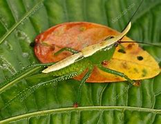 Image result for Grasshopper Larvae