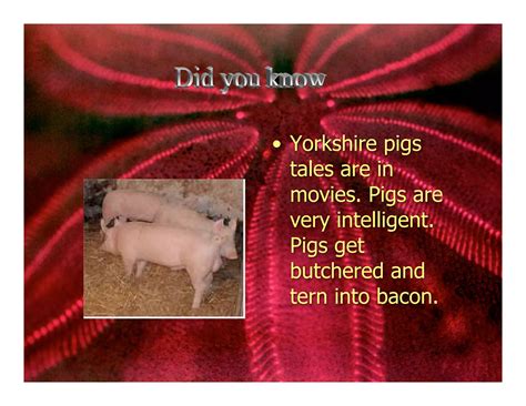 5 L Yorkshire Pigs. | PDF