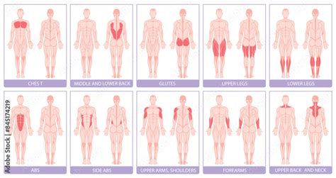 Image result for Muscle Groups and Functions