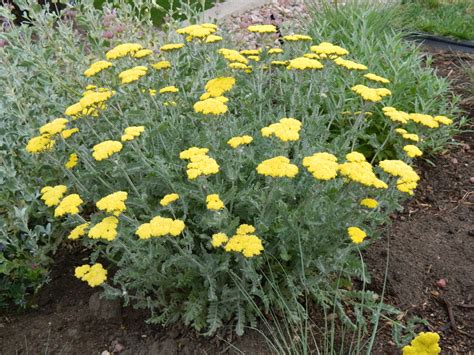 Marvelous Moonshine Yarrow | Colorado Yard Care
