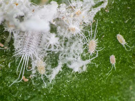 What Does Mealybug Infestation Look Like at Thomas Mould blog
