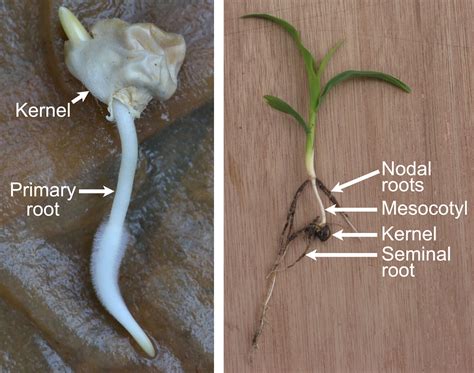 Maize morphology and anatomy | Earth@Home: Evolution