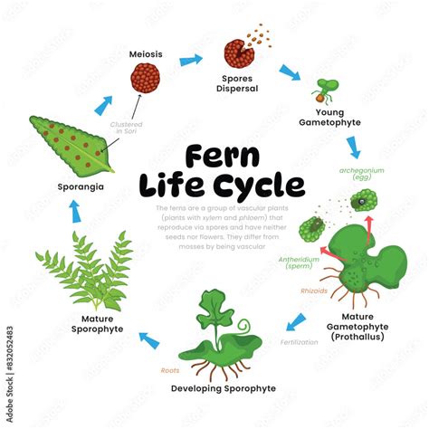 Image result for Fern Reproduction Cycle