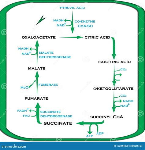 Krebs Cycle Diagram Easy Krebs Cycle Known Citric Acid Cycle Stock