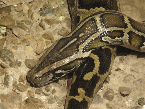 Burmese Python 的图像结果