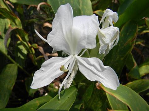 Sachchidananda : spiritual meaning of flower by The Mother