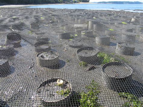 Image result for Geoduck Digging