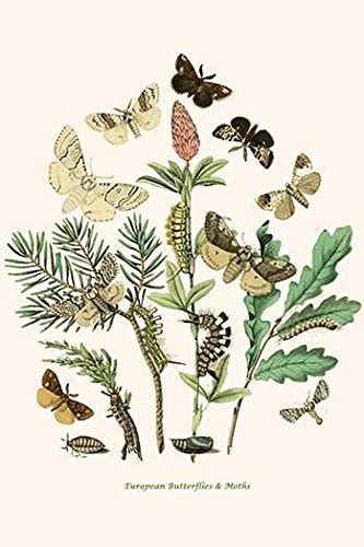 European Butterflies & Moths Poster Print by WF Kirby (24 x 36 ...