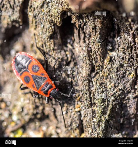Spined soldier bug hi-res stock photography and images - Alamy