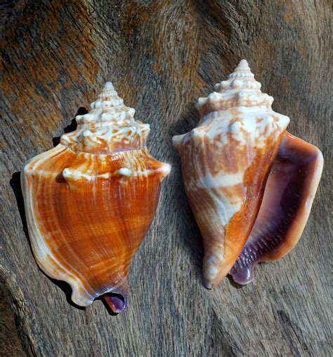 What Is A Conch Sea Shell at Blair Martin blog