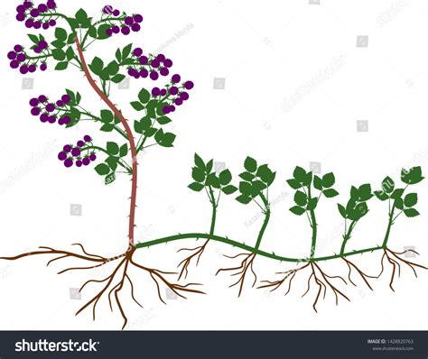 Runner Plant 的图像结果