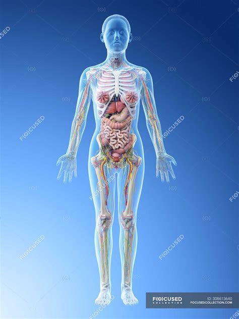 Human Female Anatomy