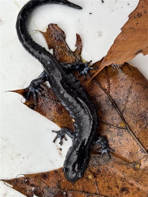 Parks in Partnership: Conservation Stewards and Michigan Naturalist Classes – Huron-Clinton ...