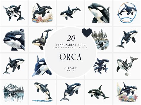 Killer Whale Clipart Black And White