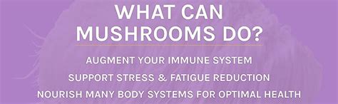 Essence Nutrition Lions Mane Mushroom Extract Powder (75 gm) - Lab ...