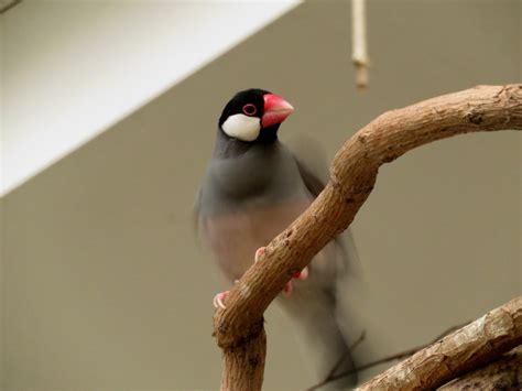 Image result for Java Sparrow Bird
