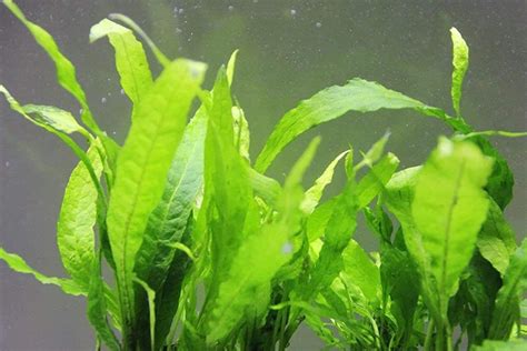 Java Fern Small Leaves at Tip 的图像结果