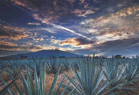 Where Is Tequila Jalisco Mexico at Mitchell Leadbeater blog