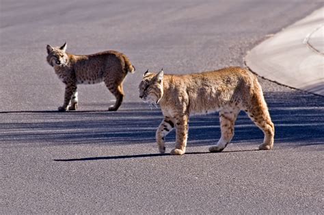 Bobcat Vs Mountain Lion